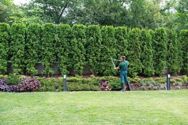 Best Pest Control for Lawns  in Lakeville, MN