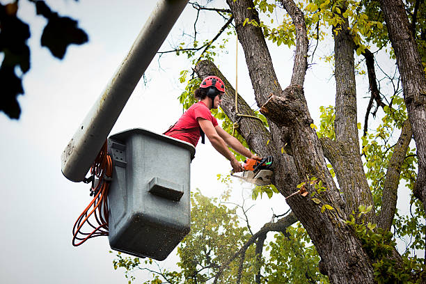 Best Utility Line Clearance  in Lakeville, MN